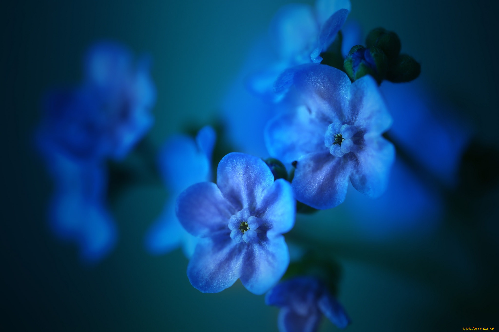 Незабудка света. Цветы незабудки. Незабудка макро. Незабудки фон. Голубые цветы незабудки.